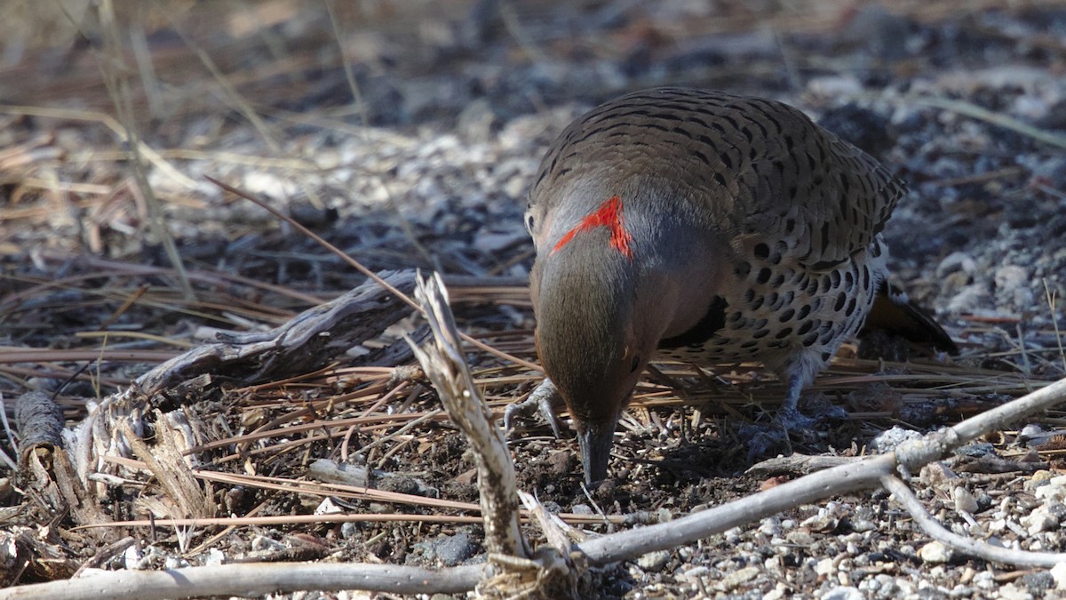 Northern Flicker (Yellow-shafted x Red-shafted) - ML81794471