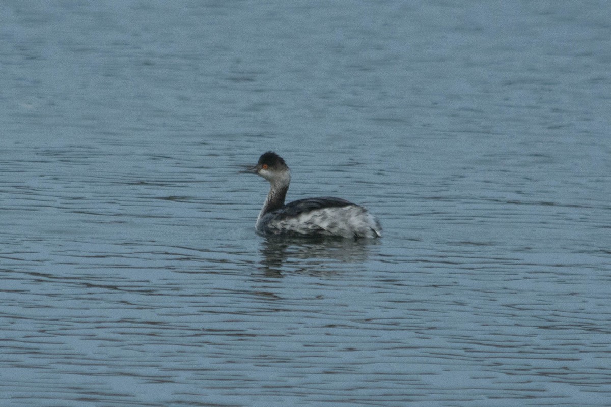 Eared Grebe - ML81795411