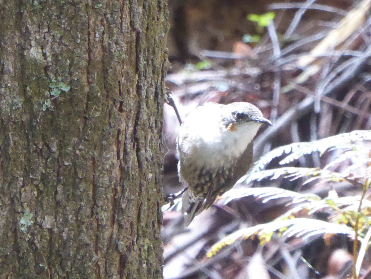 White-throated Treecreeper - ML81795681