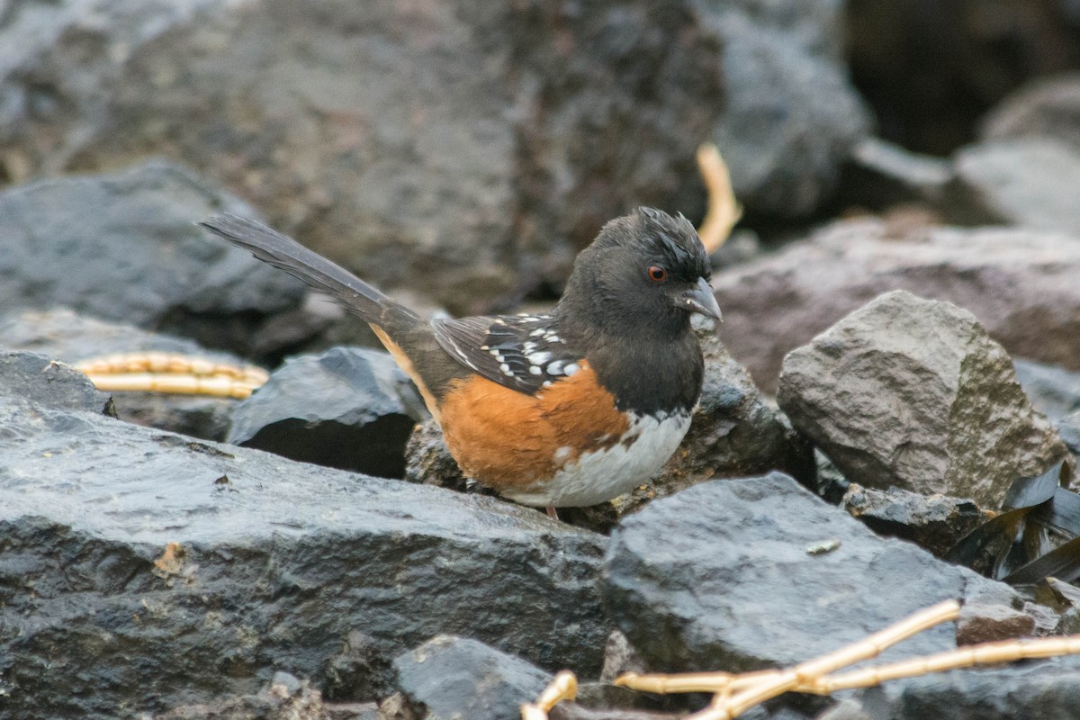 Spotted Towhee (oregonus Group) - Joshua Little