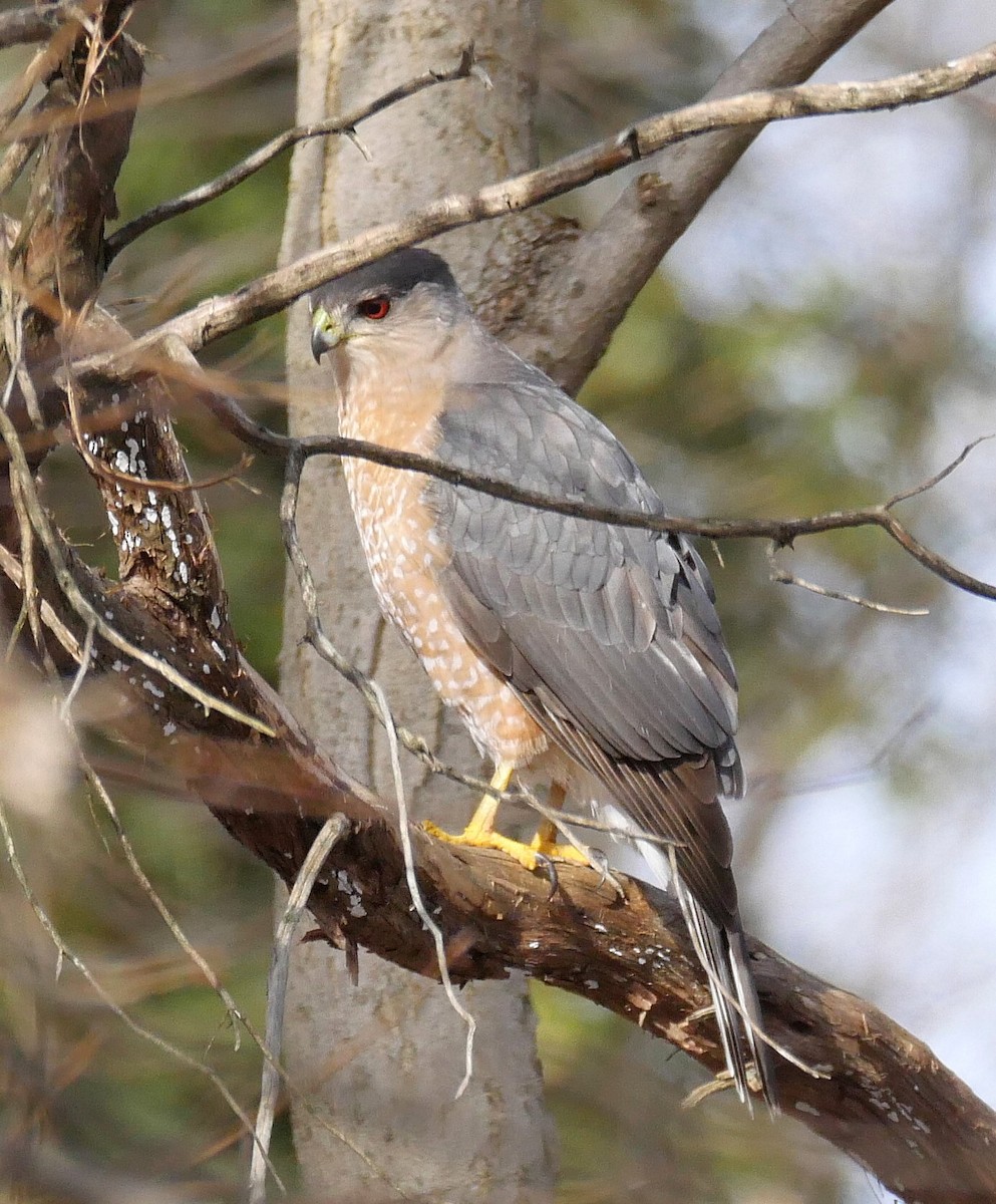 Cooper's Hawk - ML81797811