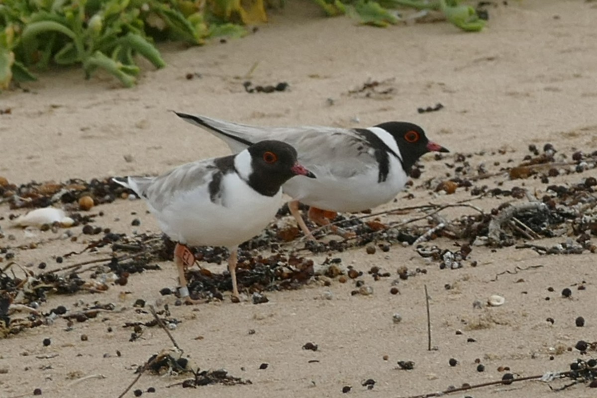 Hooded Plover - ML81798721