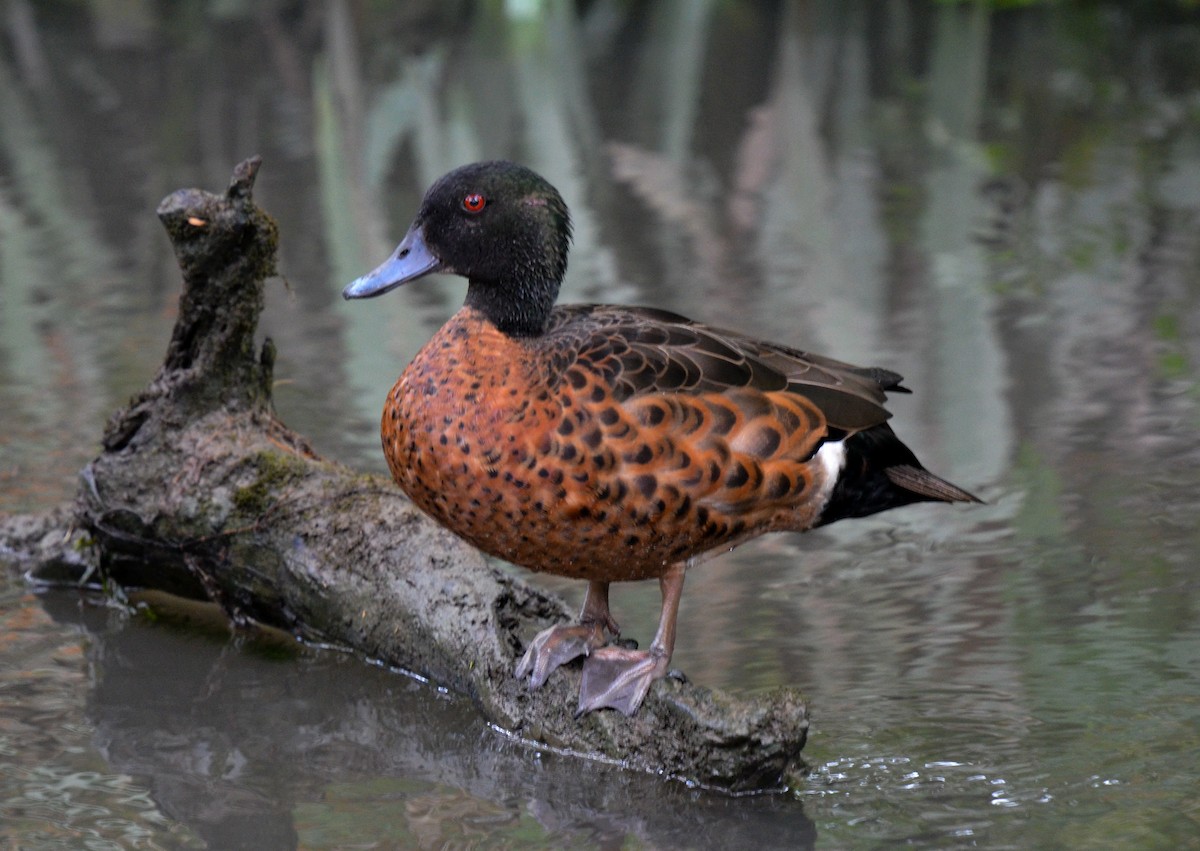 Chestnut Teal - Bruce Wedderburn