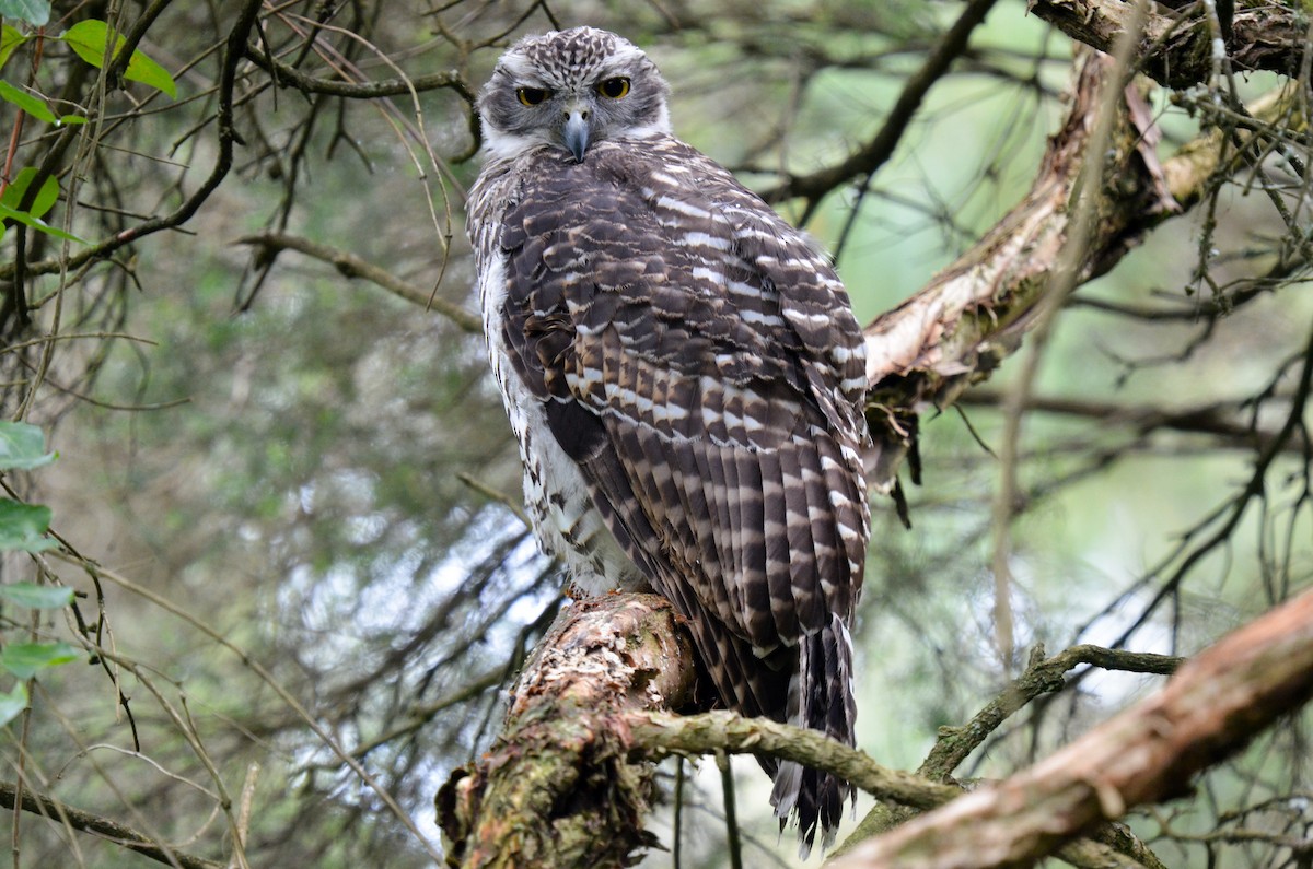 Powerful Owl - ML81800611