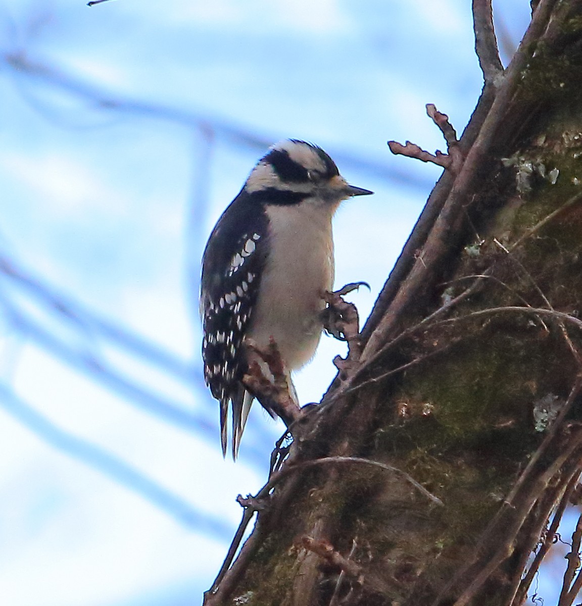 Downy Woodpecker - Bala Chennupati