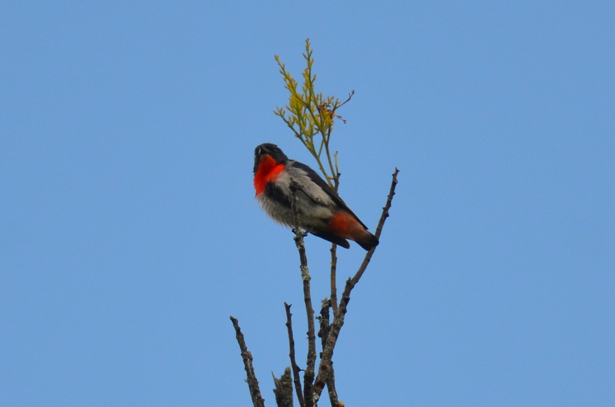 Mistletoebird - ML81801081