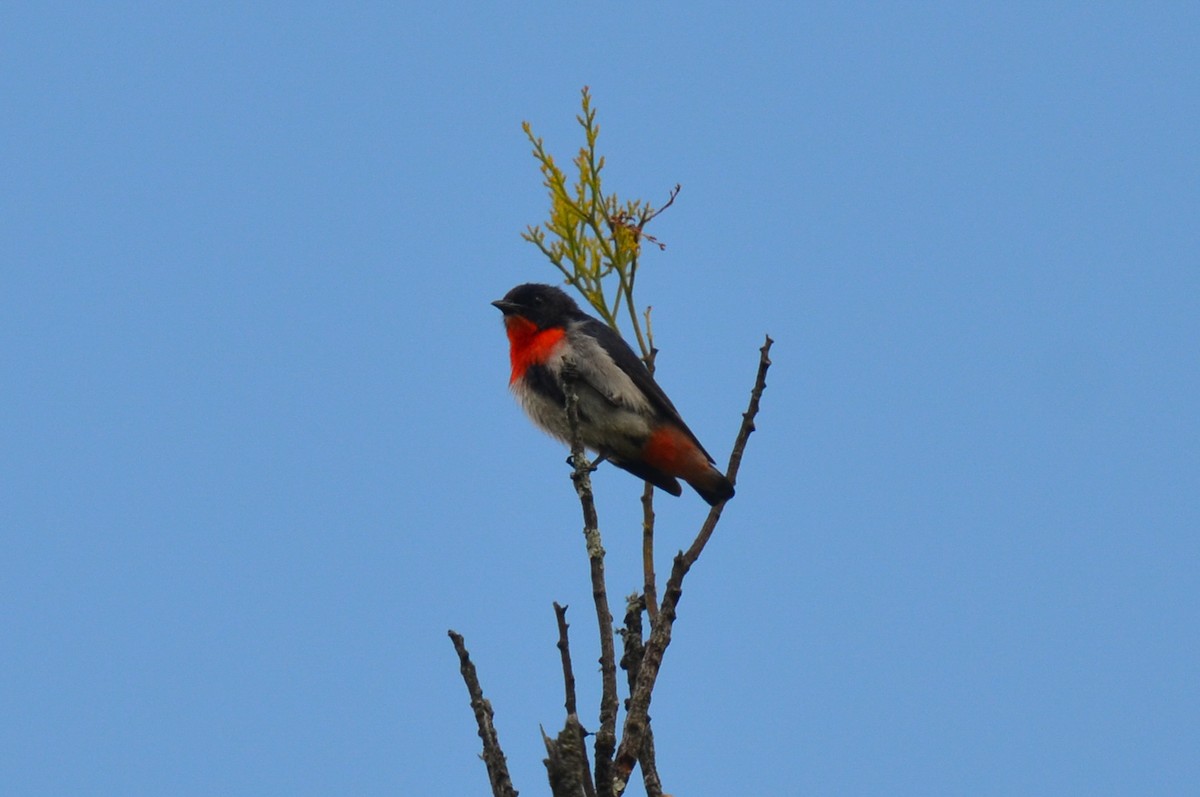 Mistletoebird - ML81801091