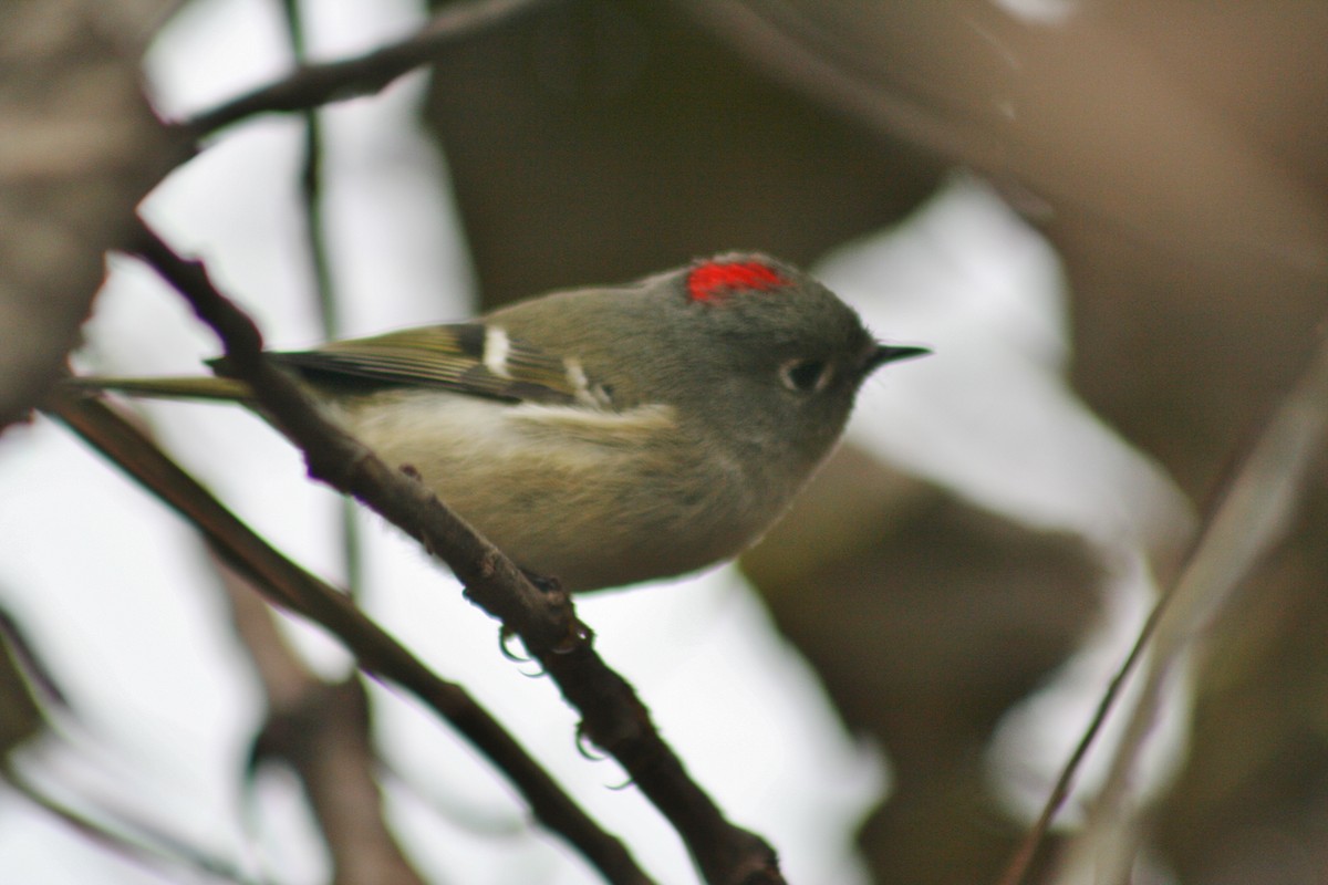 Ruby-crowned Kinglet - ML81801781