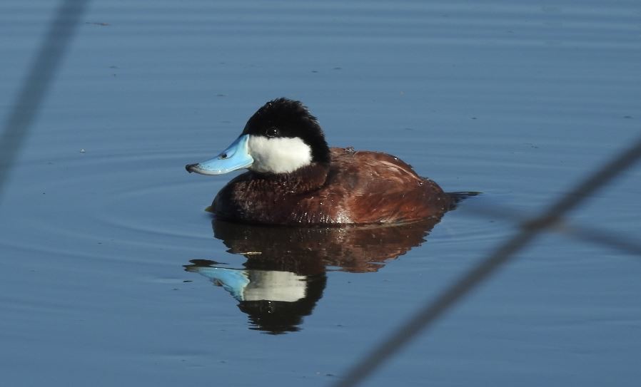 Ruddy Duck - ML81803711