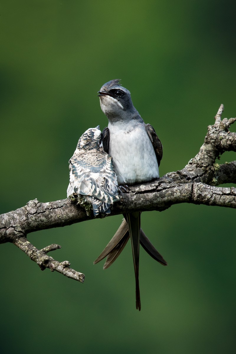 Crested Treeswift - ML81804401