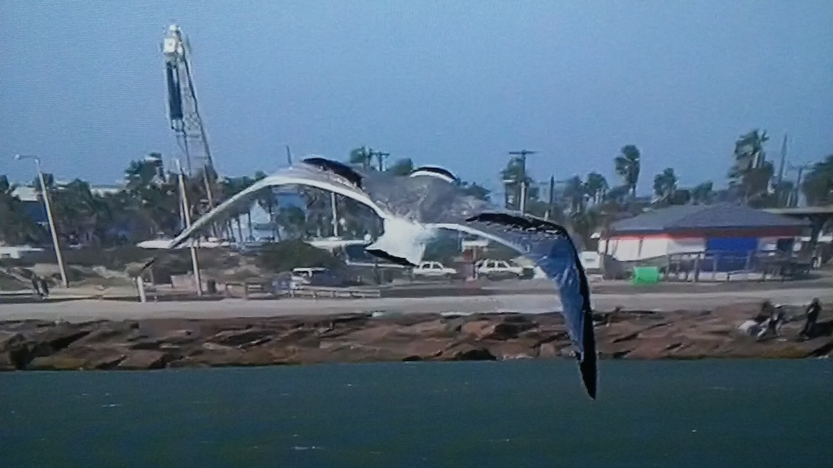 Black-legged Kittiwake - ML81804891