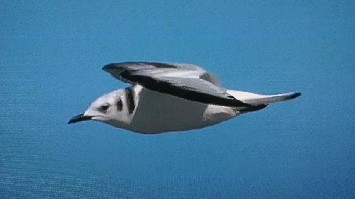 Black-legged Kittiwake - ML81805001