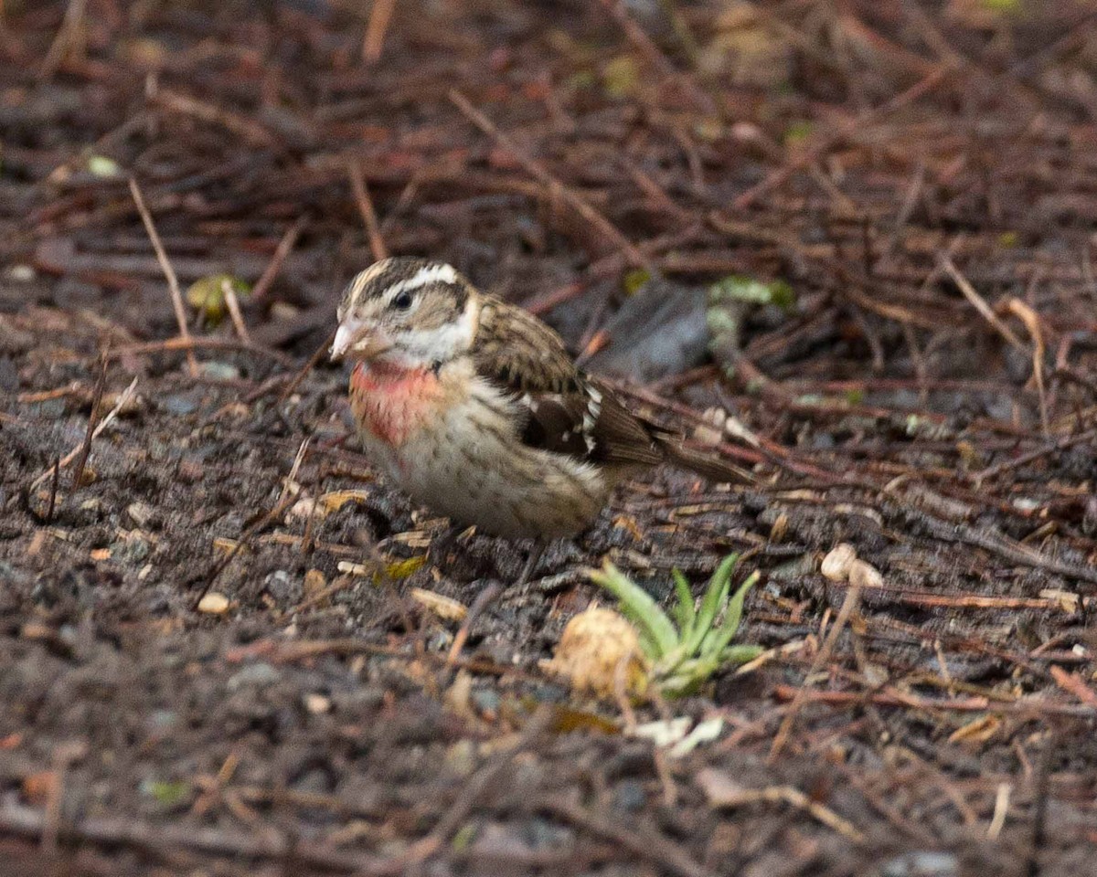 Rose-breasted Grosbeak - ML81805011