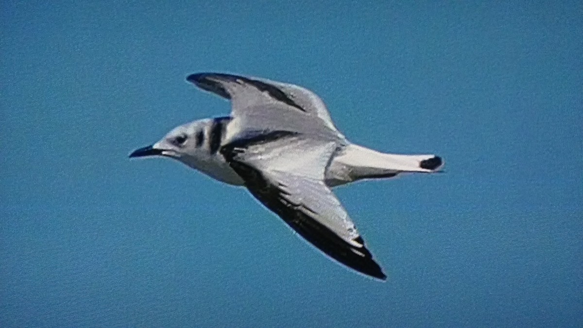 Black-legged Kittiwake - ML81805151