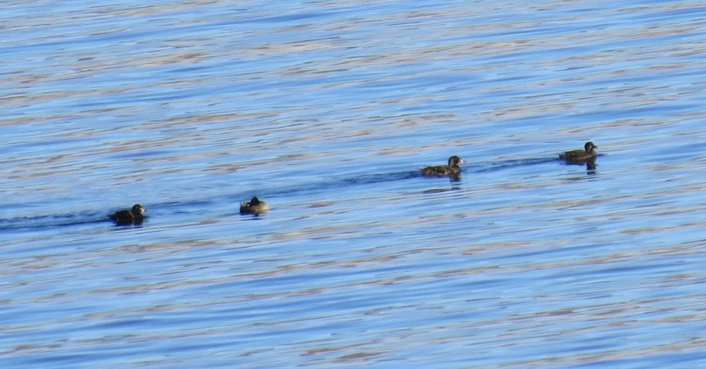 Surf Scoter - Melanie Herring