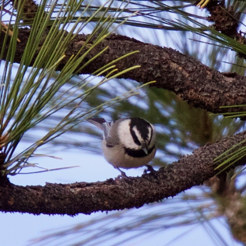 Mountain Chickadee - ML81806301