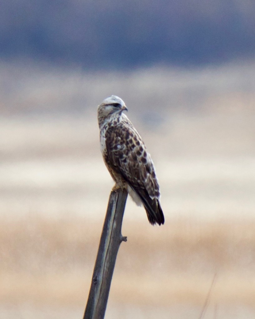 Rough-legged Hawk - ML81806881