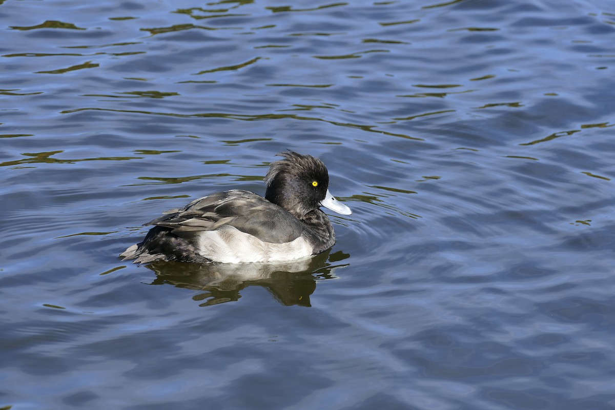 Tufted Duck - Andrew Hogg