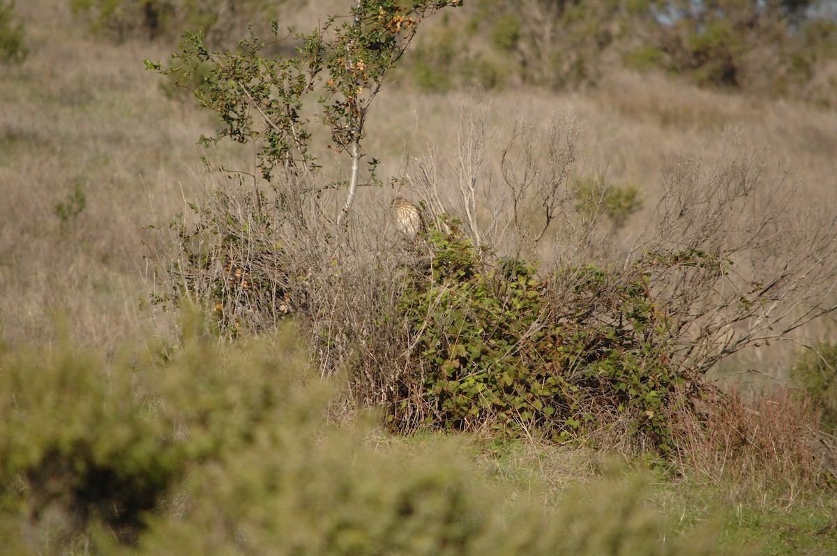 Sharp-shinned Hawk - ML81807361