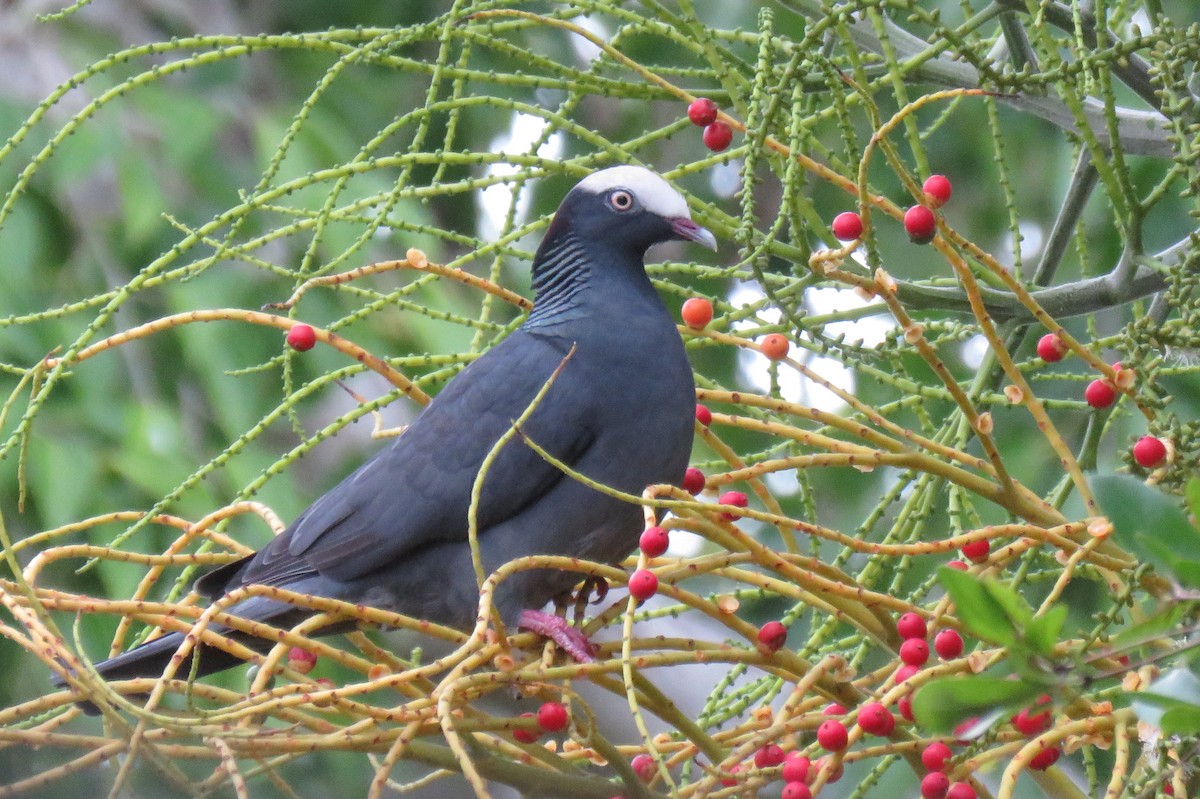 White-crowned Pigeon - Becky Marvil