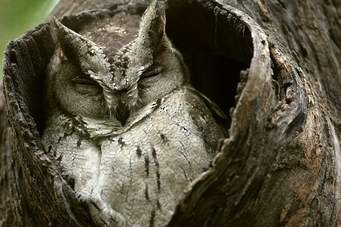Indian Scops-Owl - ML81810321