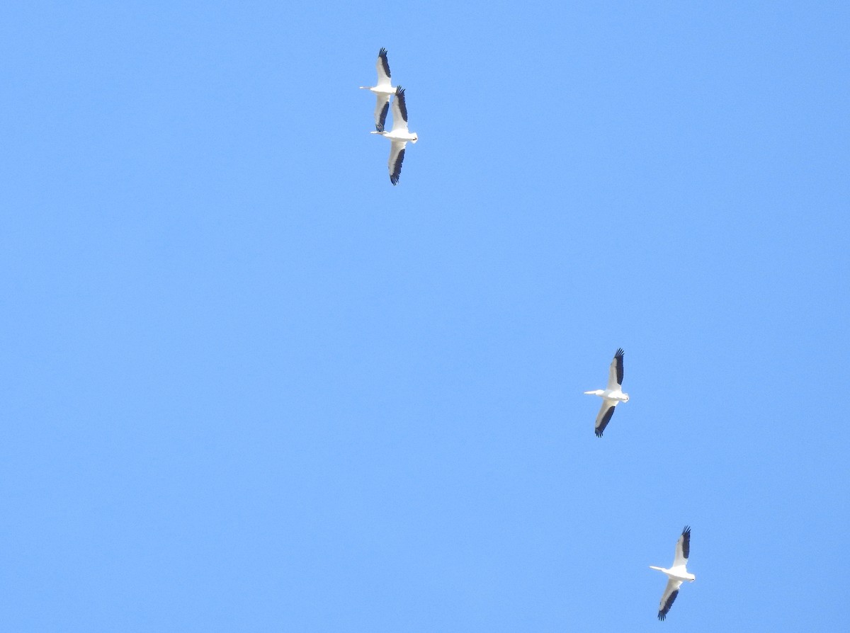 American White Pelican - ML81810681