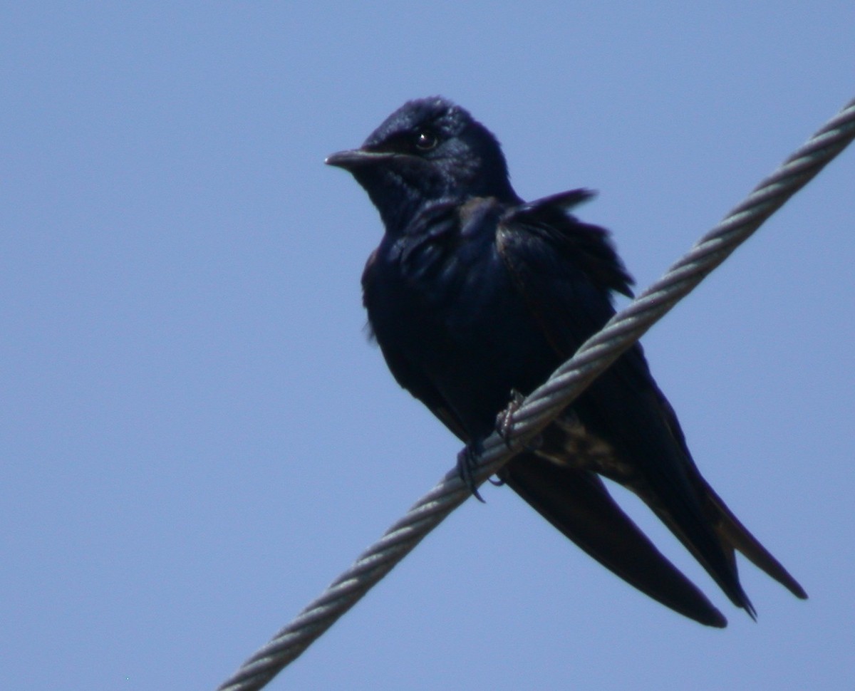 Cuban Martin - Eric Barnes