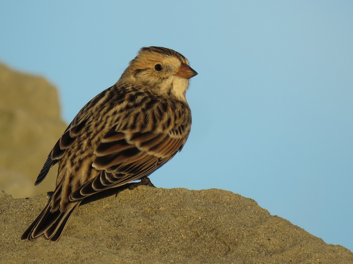 Lapland Longspur - ML81814191