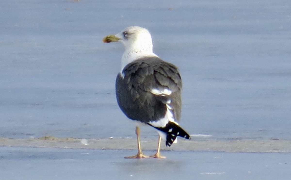 Lesser Black-backed Gull - ML81815691