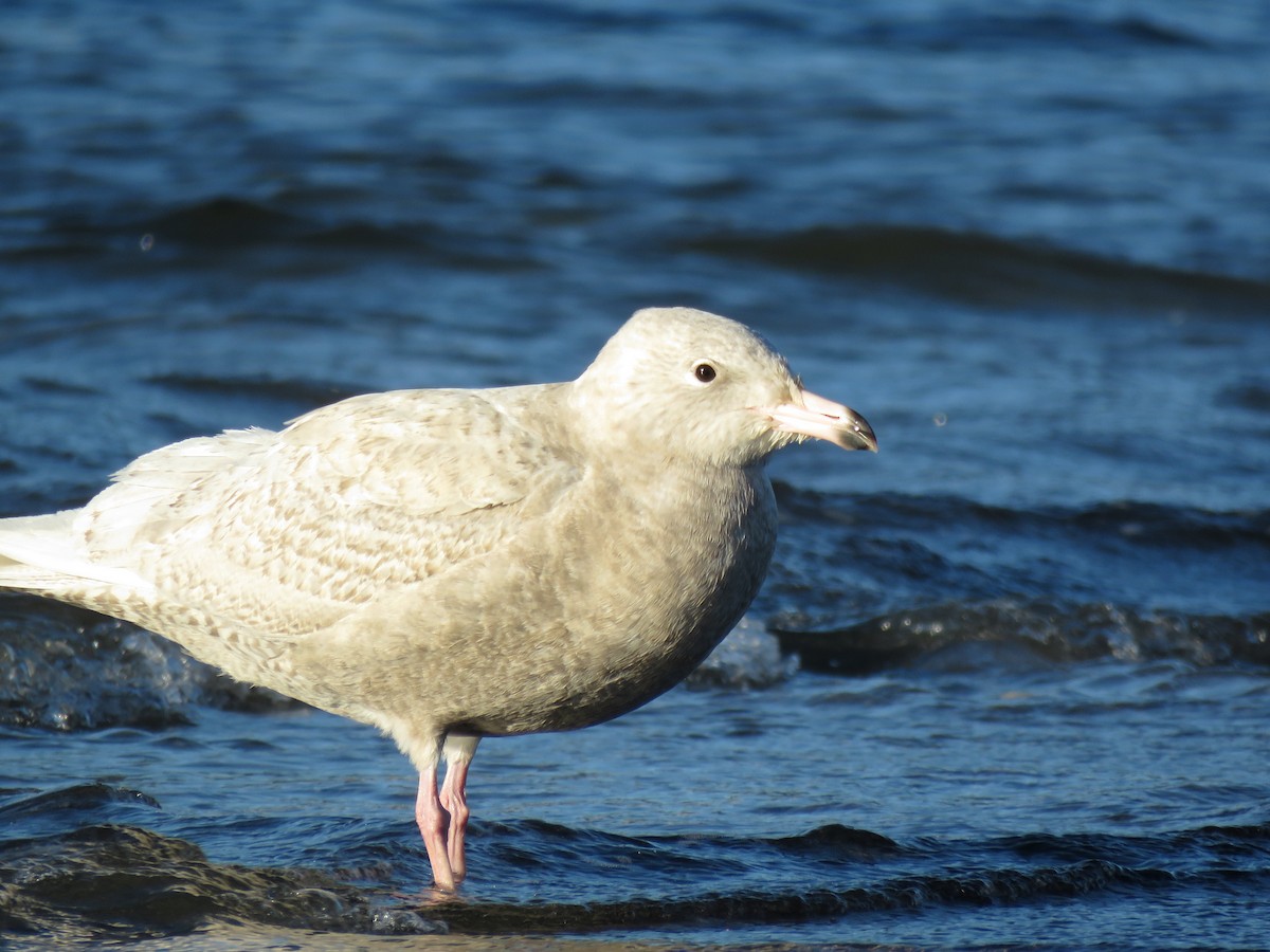 Glaucous Gull - Kai Frueh