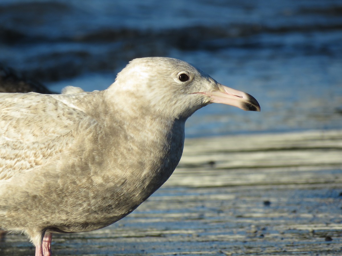 Glaucous Gull - ML81817821