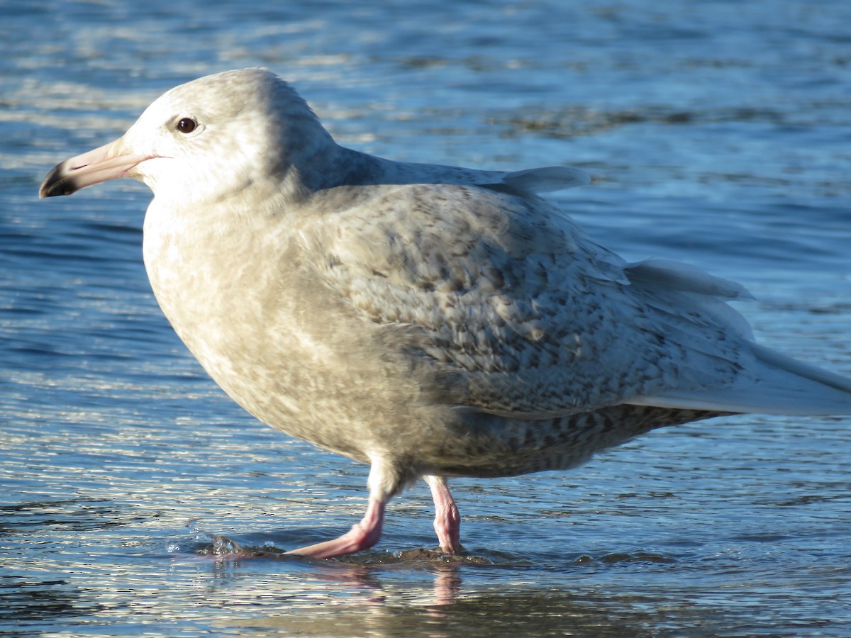 Glaucous Gull - Kai Frueh