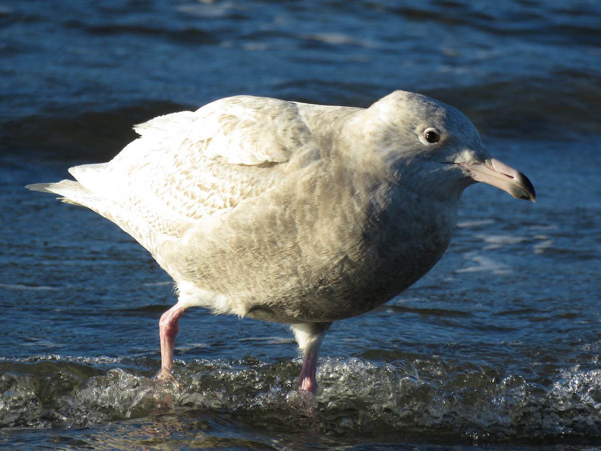 Glaucous Gull - ML81817851