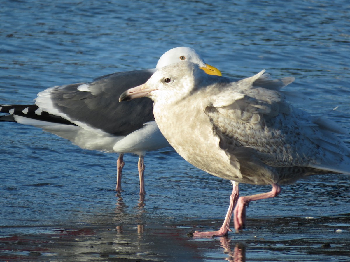 Glaucous Gull - ML81817941