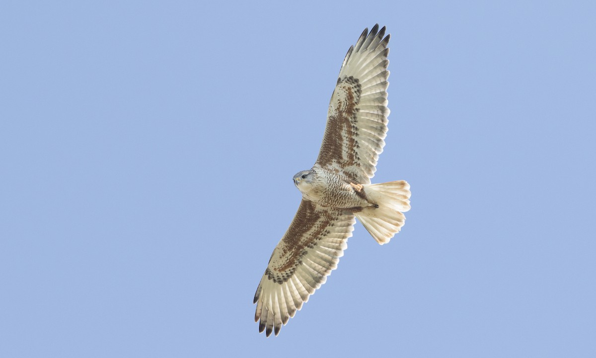 Ferruginous Hawk - ML81818281