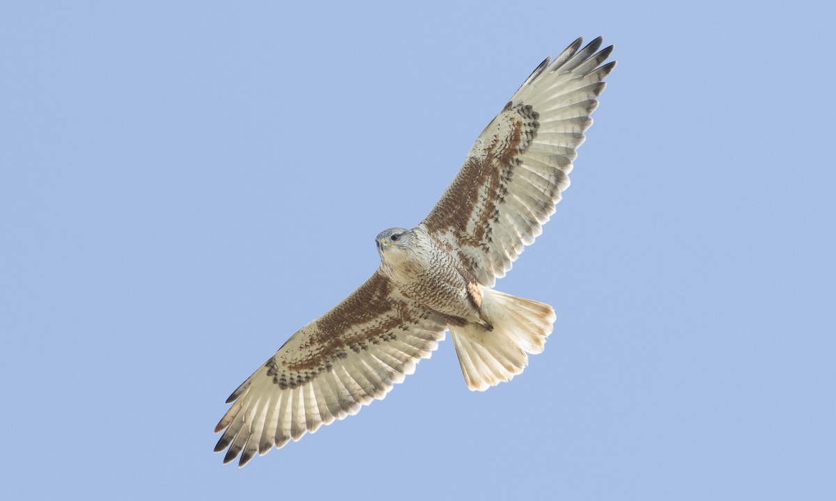 Ferruginous Hawk - Brian Sullivan