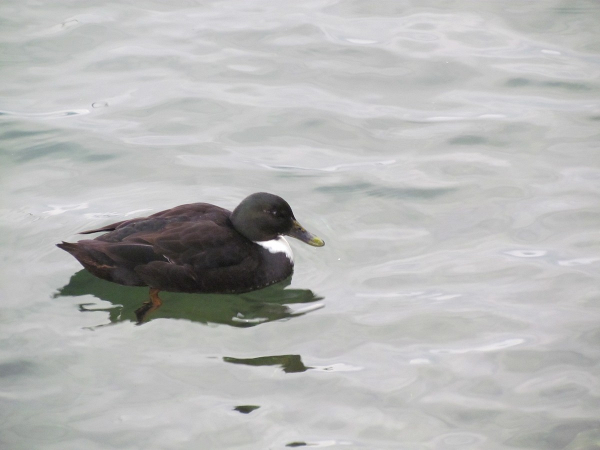 Mallard (Domestic type) - Walter Rivera