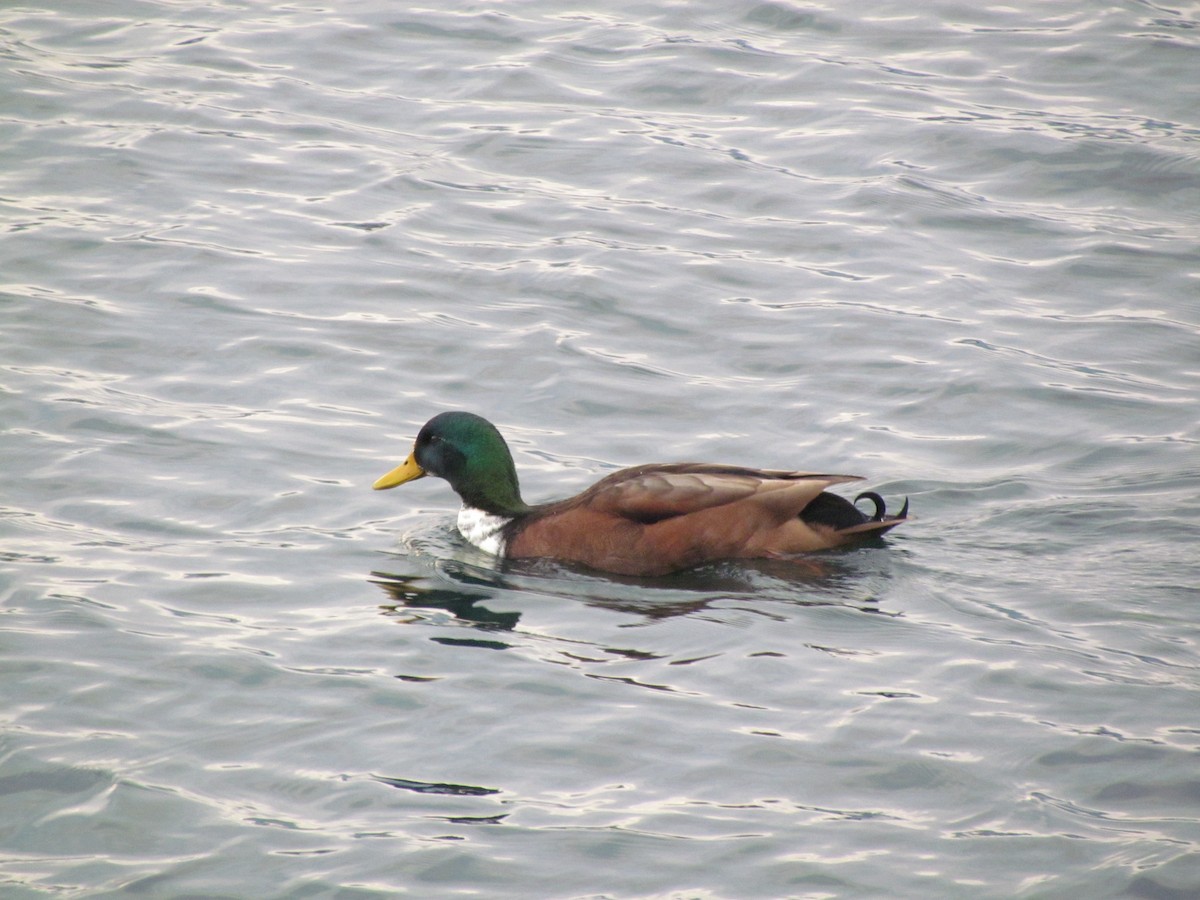 Mallard (Domestic type) - ML81819181