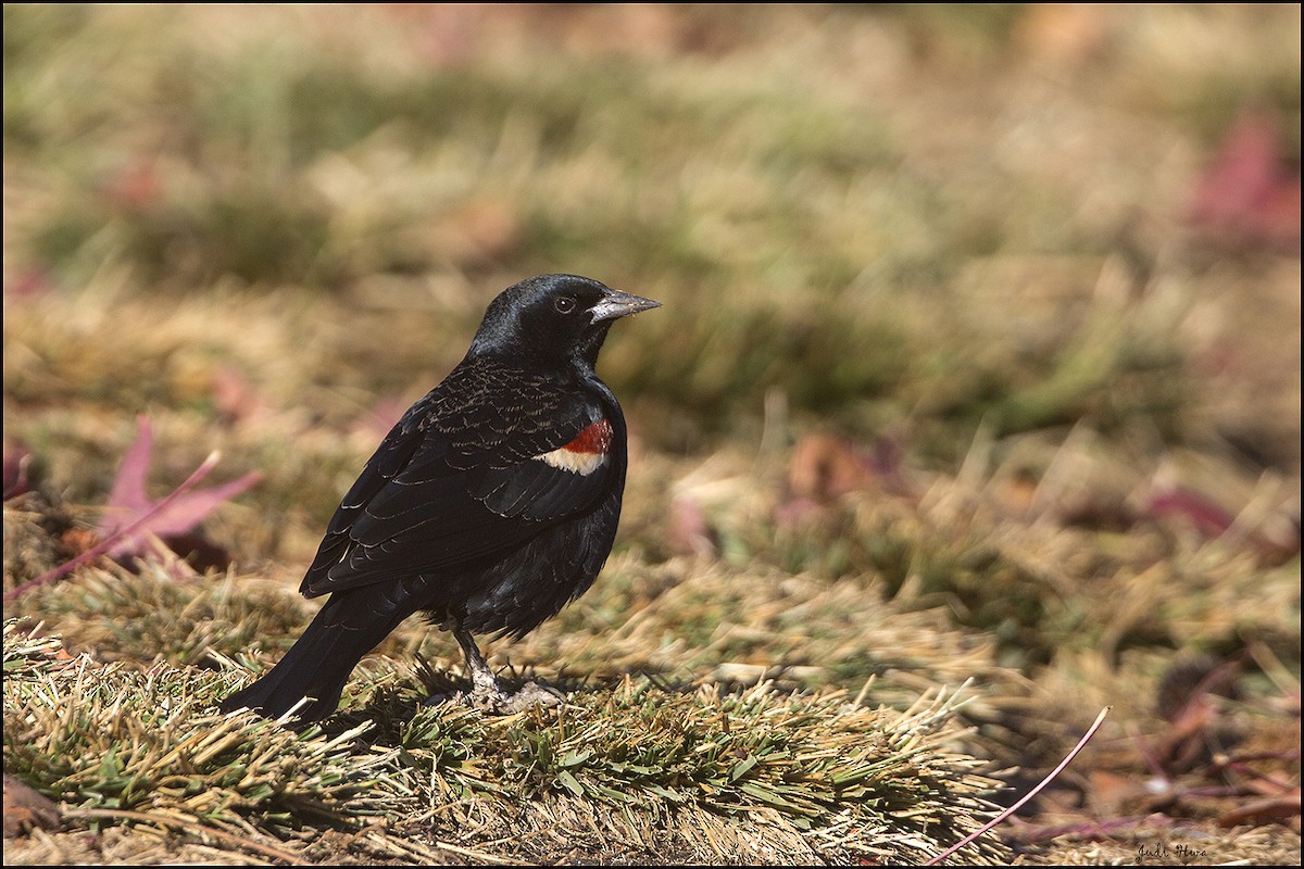 Tricolored Blackbird - ML81819771