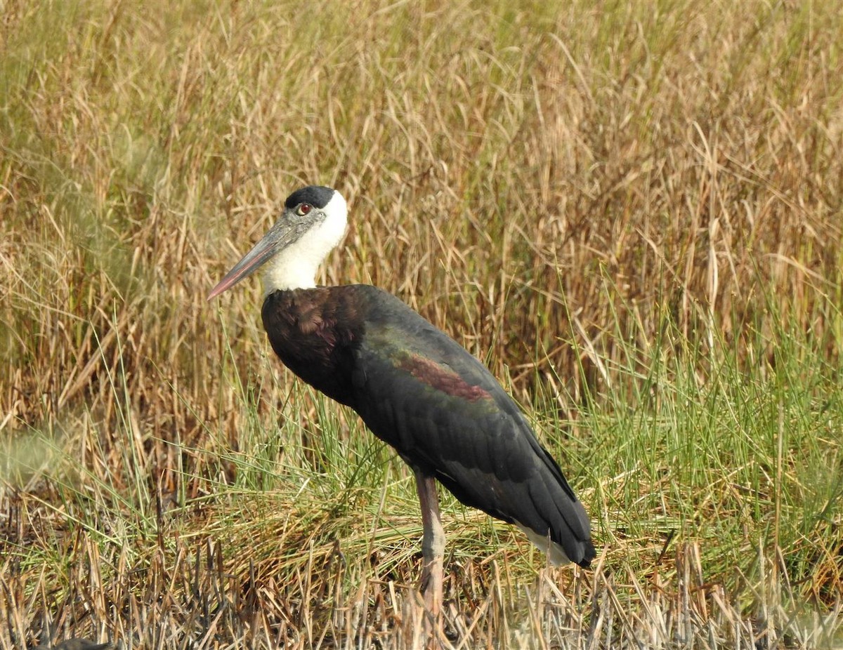 Asian Woolly-necked Stork - ML81819881