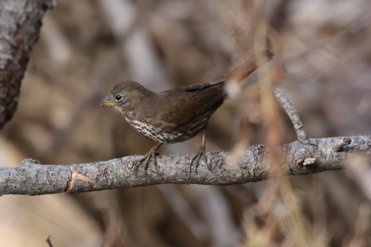 Fox Sparrow (Sooty) - Steve Hampton