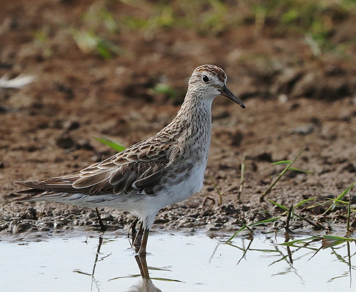 Sharp-tailed Sandpiper - Tony Ashton