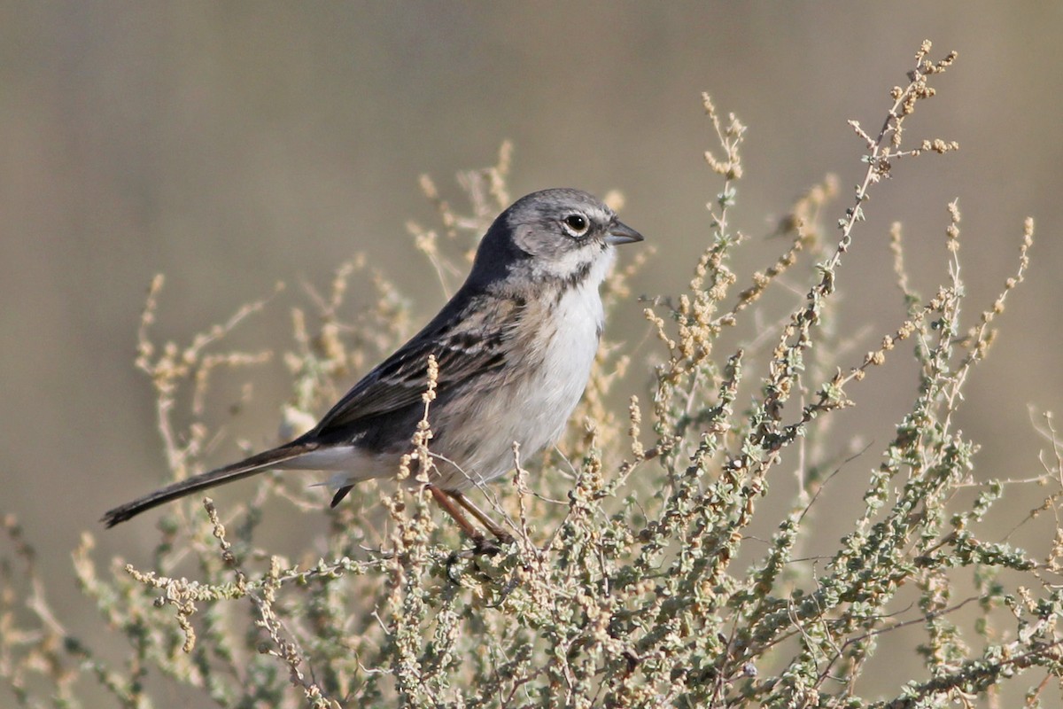 Sagebrush/Bell's Sparrow (Sage Sparrow) - Scott Olmstead