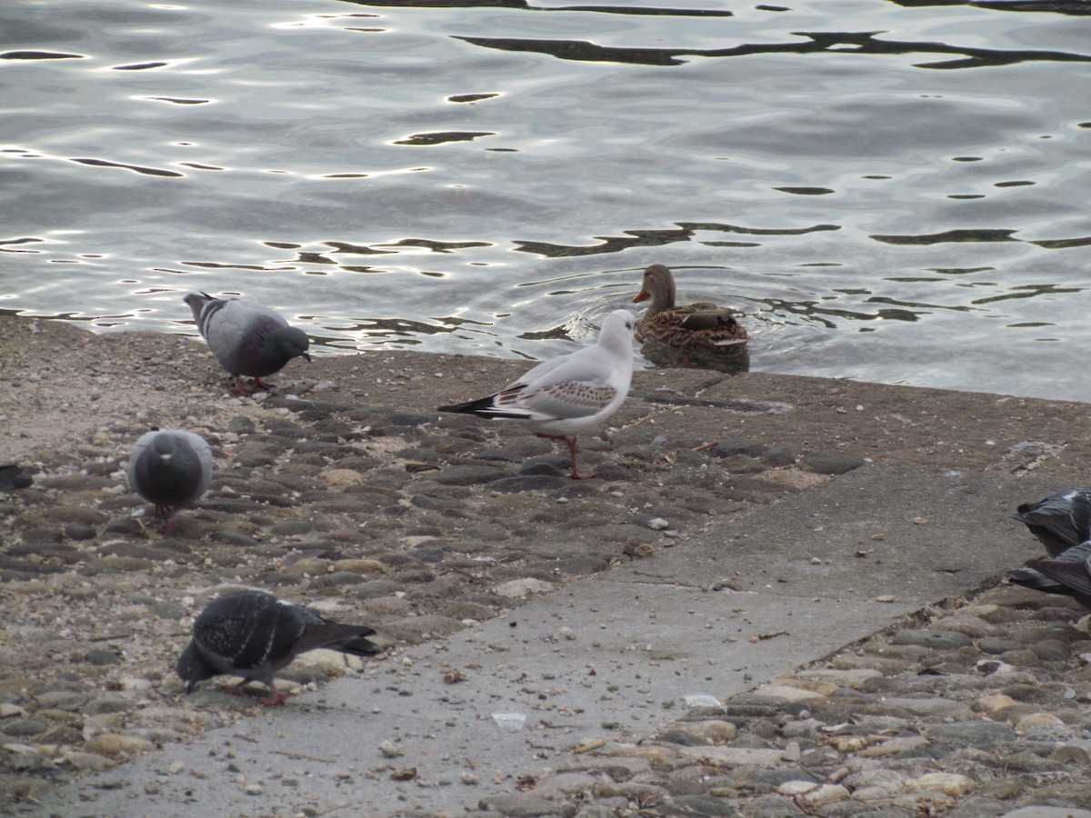 Black-headed Gull - ML81822001