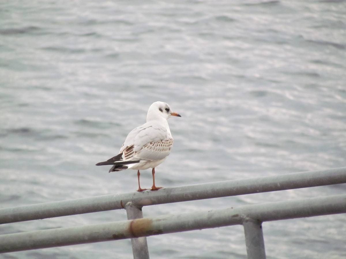 Black-headed Gull - ML81822081