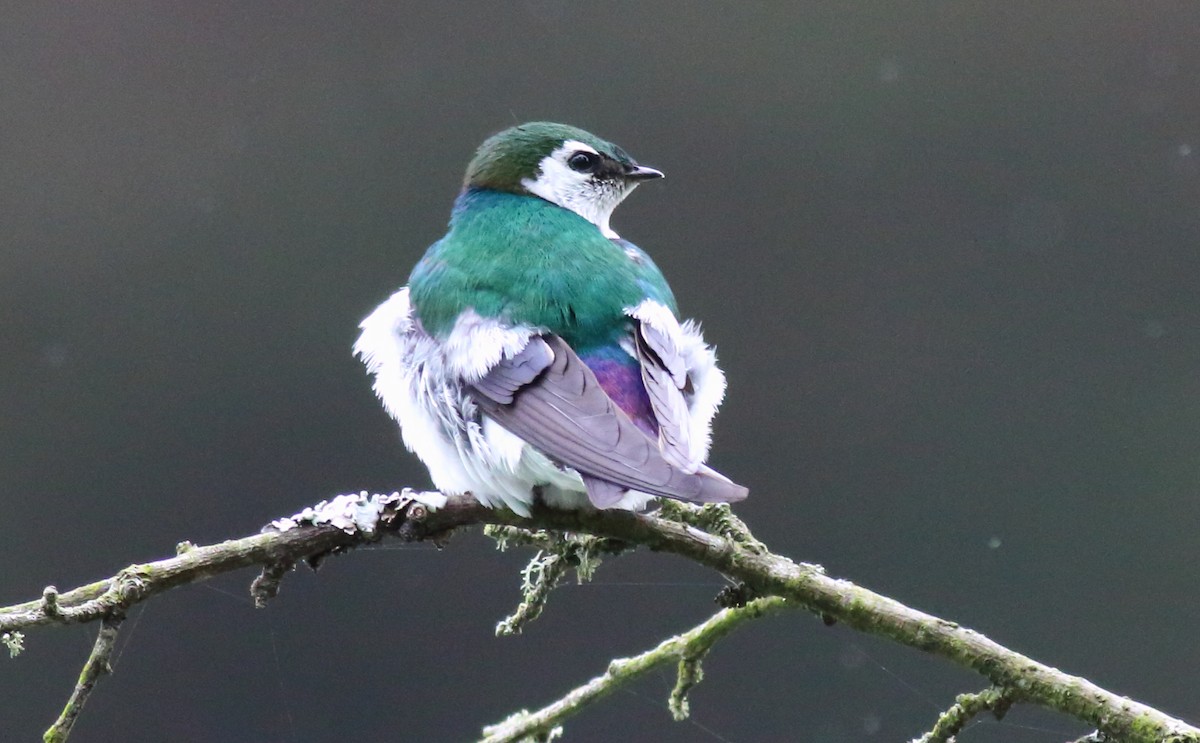 Violet-green Swallow - Rick Folkening