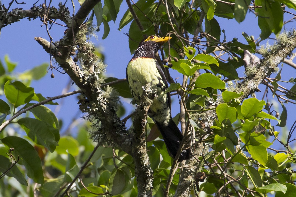 Yellow-billed Barbet - Michael Todd