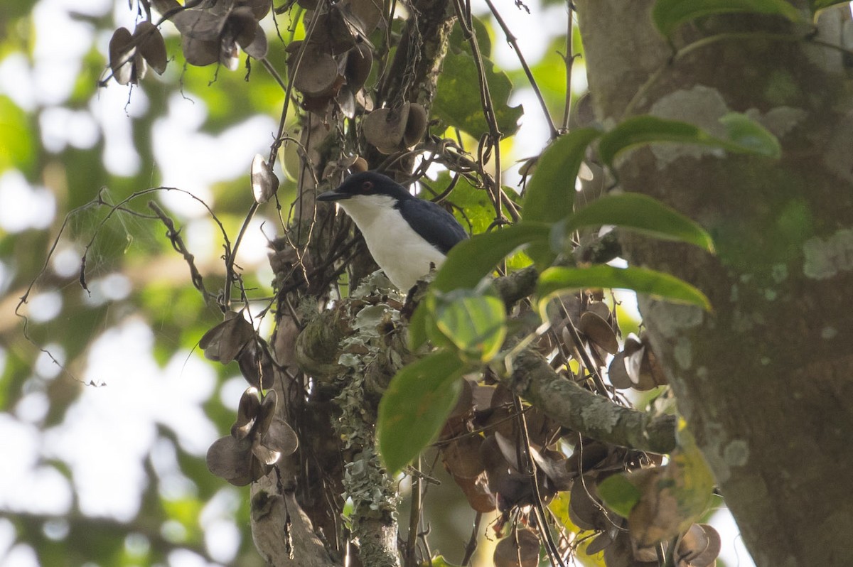 African Shrike-flycatcher - ML81824401