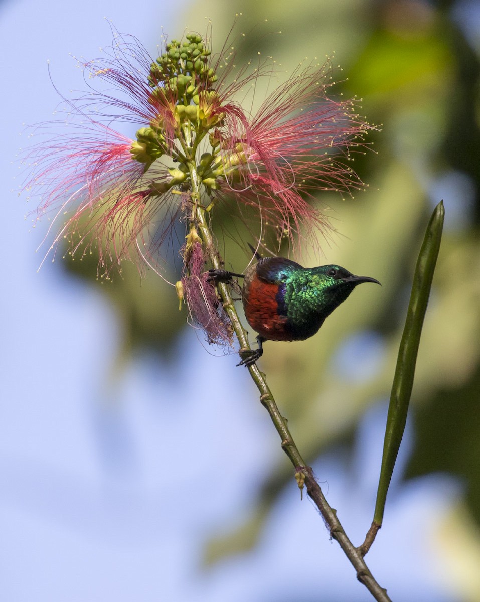 Northern Double-collared Sunbird - ML81824741