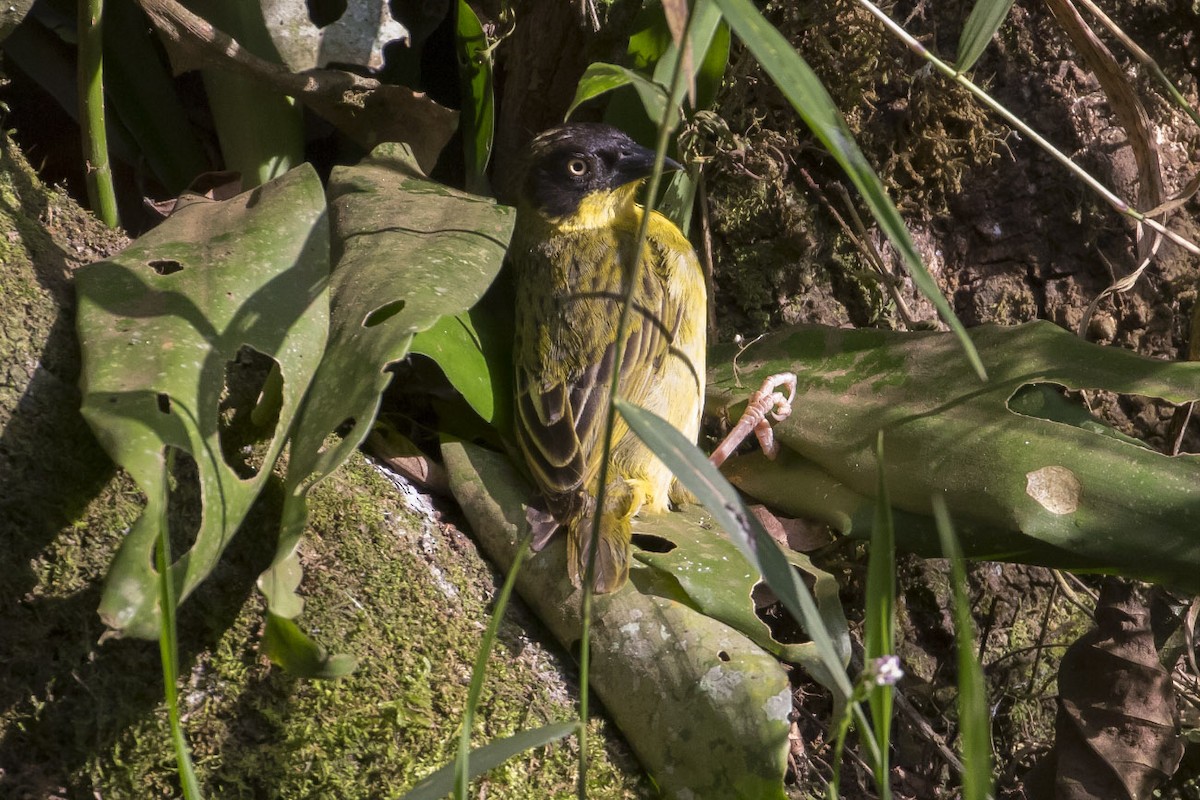 Baglafecht Weaver - ML81824761